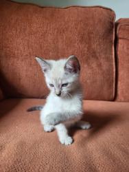 Shelter Stray Female Cat last seen Near TREE VIEW DRIVE APT 86C, 30038, GA, Atlanta, GA 30341