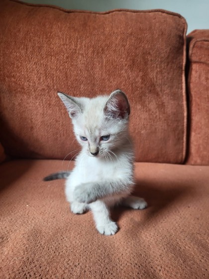 Shelter Stray Female Cat last seen Near TREE VIEW DRIVE APT 86C, 30038, GA, Atlanta, GA 30341