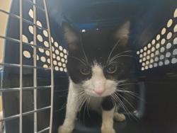 Shelter Stray Unknown Cat last seen Commonwealth, 43612, OH, Maumee, OH 43537