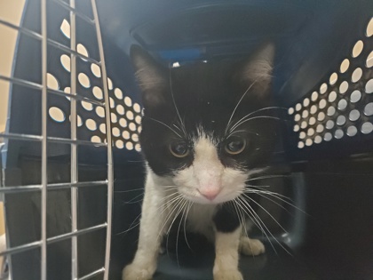 Shelter Stray Unknown Cat last seen Commonwealth, 43612, OH, Maumee, OH 43537