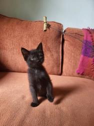 Shelter Stray Female Cat last seen Near TREE VIEW DRIVE APT 86C, 30038, GA, Atlanta, GA 30341