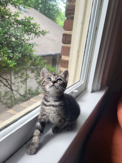 Shelter Stray Female Cat last seen Near Winters Chapel Road, Doraville 30360, 30360, GA, Atlanta, GA 30341
