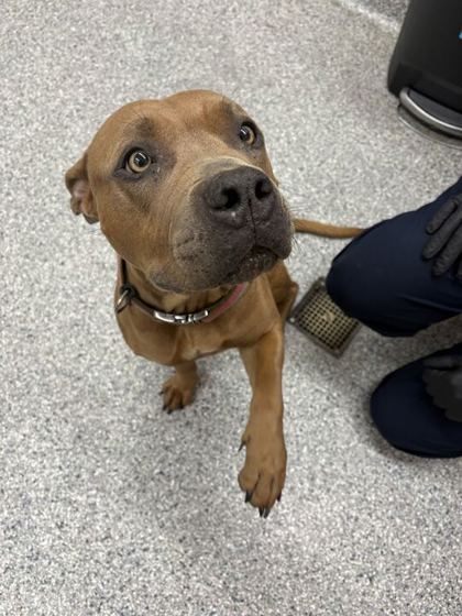 Shelter Stray Female Dog last seen Knox County, TN 37938, Knoxville, TN 37919