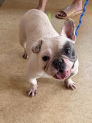 Shelter Stray Male Dog last seen DeSoto, TX 75115, Cedar Hill, TX 75104