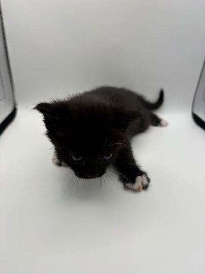 Shelter Stray Female Cat last seen Near Flickenger Ln, Knox County GP, TN, Knoxville, TN 37919