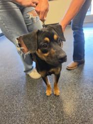 Shelter Stray Unknown Dog last seen Roseville, CA 95678, Roseville, CA 95678