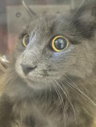 Shelter Stray Unknown Cat last seen Roseville, CA 95678, Roseville, CA 95678