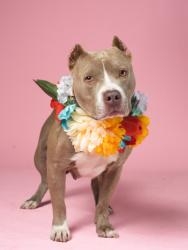 Shelter Stray Female Dog last seen Atlanta, GA 30315, Atlanta, GA 30336