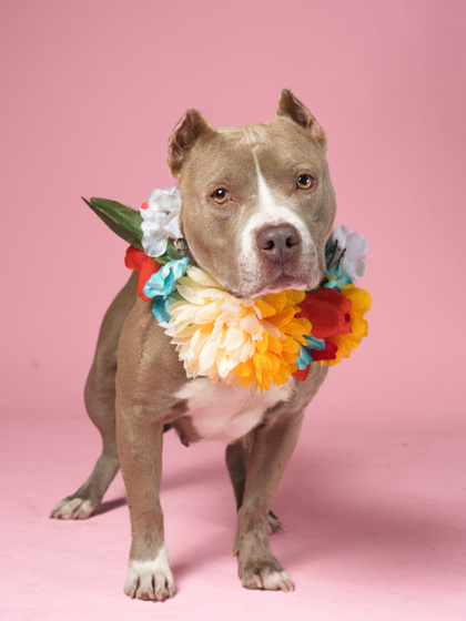 Shelter Stray Female Dog last seen Atlanta, GA 30315, Atlanta, GA 30336
