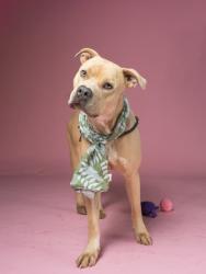 Shelter Stray Male Dog last seen Atlanta, GA 30331, Atlanta, GA 30336