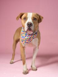 Shelter Stray Male Dog last seen Atlanta, GA 30331, Atlanta, GA 30336