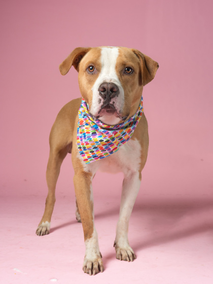 Shelter Stray Male Dog last seen Atlanta, GA 30331, Atlanta, GA 30336