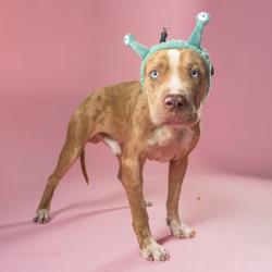 Shelter Stray Male Dog last seen East Point, GA 30344, Atlanta, GA 30336