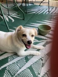 Found/Stray Male Dog last seen Bedford Road  & 157, Bedford, TX 76021