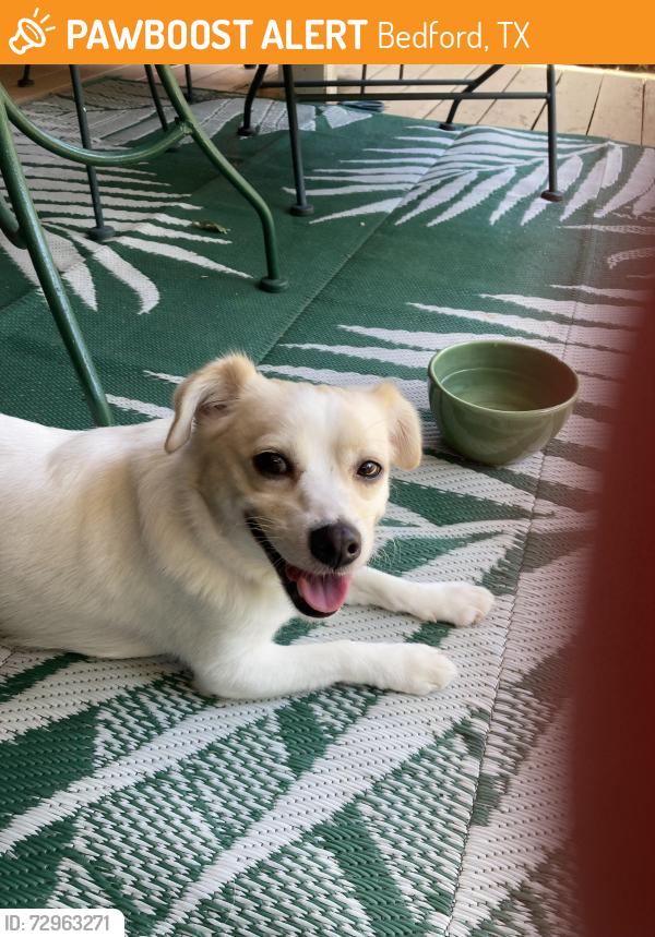 Found/Stray Male Dog last seen Bedford Road  & 157, Bedford, TX 76021