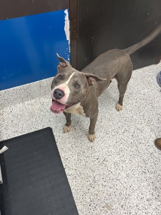 Shelter Stray Male Dog last seen Atlanta, GA 30318, Atlanta, GA 30336