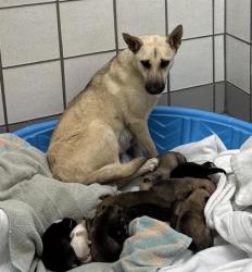 Shelter Stray Female Dog last seen Near GRUENTHER RD MOVI TX, COUNTY of El Paso, TX, Fort Bliss, TX 79906