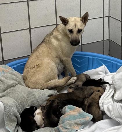 Shelter Stray Female Dog last seen Near GRUENTHER RD MOVI TX, COUNTY of El Paso, TX, Fort Bliss, TX 79906