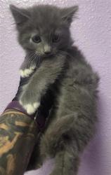 Shelter Stray Male Cat last seen El Paso, TX 79936, Fort Bliss, TX 79906