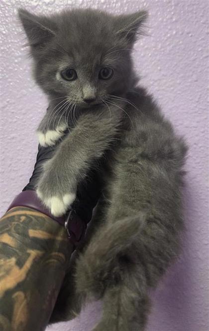 Shelter Stray Male Cat last seen El Paso, TX 79936, Fort Bliss, TX 79906