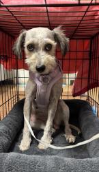 Shelter Stray Female Dog last seen Madera Ranchos, CA 93636, Madera, CA 93637
