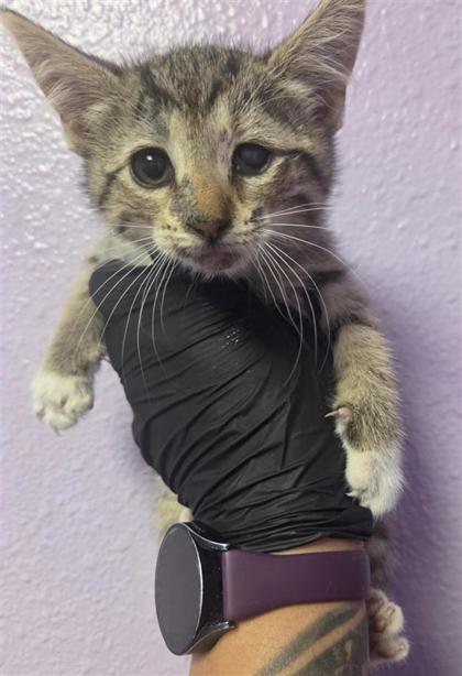 Shelter Stray Female Cat last seen El Paso, TX 79936, Fort Bliss, TX 79906