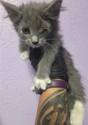 Shelter Stray Female Cat last seen El Paso, TX 79936, Fort Bliss, TX 79906