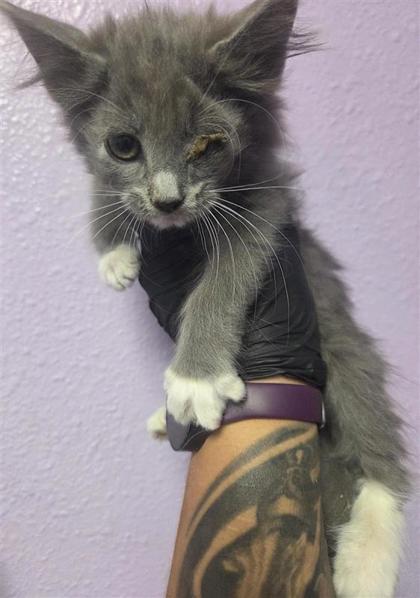 Shelter Stray Female Cat last seen El Paso, TX 79936, Fort Bliss, TX 79906