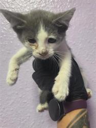 Shelter Stray Female Cat last seen El Paso, TX 79936, Fort Bliss, TX 79906