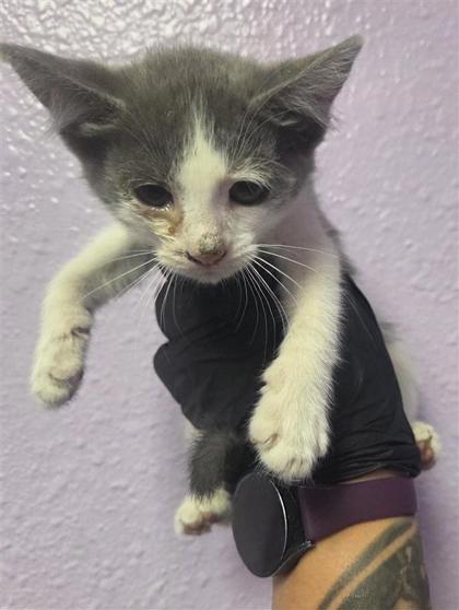Shelter Stray Female Cat last seen El Paso, TX 79936, Fort Bliss, TX 79906