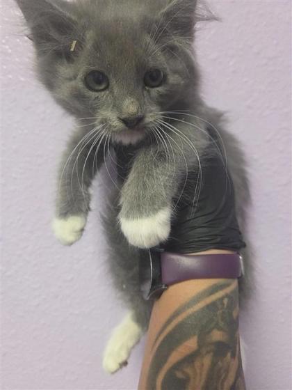 Shelter Stray Female Cat last seen El Paso, TX 79936, Fort Bliss, TX 79906