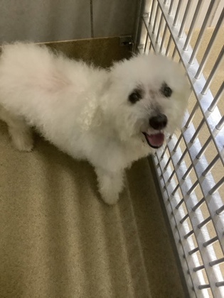 Shelter Stray Male Dog last seen , TX , Fort Worth, TX 76119