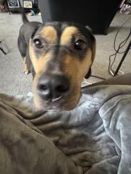 Found/Stray Female Dog last seen 20th st and Campbell, Phoenix, AZ 85016