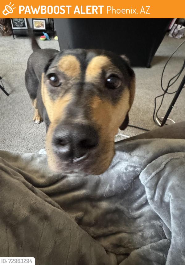 Found/Stray Female Dog last seen 20th st and Campbell, Phoenix, AZ 85016