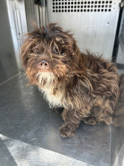 Shelter Stray Male Dog last seen Fort Worth, TX 76110, Fort Worth, TX 76119