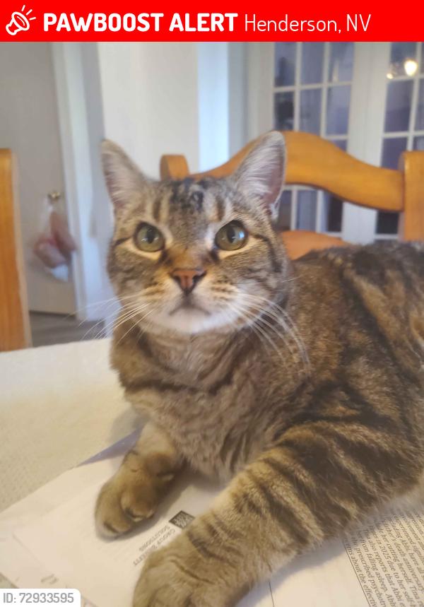 Lost Male Cat last seen Tiger lily, rocky road, Henderson, NV 89015