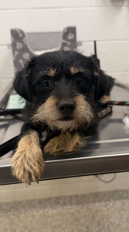 Shelter Stray Female Dog last seen E Truman Rd and Forest Ave, KCMO, 64106, 64106, MO, Kansas City, MO 64132