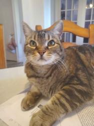 Lost Male Cat last seen Tiger lily, rocky road, Henderson, NV 89015