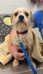Shelter Stray Female Dog last seen E Truman Rd and Forest Ave, KCMO, 64106, 64106, MO, Kansas City, MO 64132