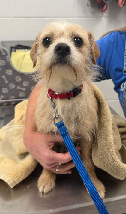Shelter Stray Female Dog last seen E Truman Rd and Forest Ave, KCMO, 64106, 64106, MO, Kansas City, MO 64132