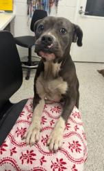 Shelter Stray Female Dog last seen Near Paseo, 64110, MO, Kansas City, MO 64132