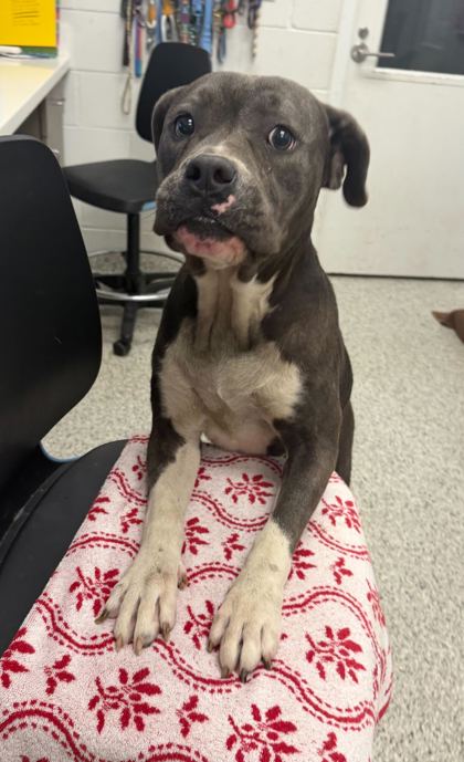 Shelter Stray Female Dog last seen Near Paseo, 64110, MO, Kansas City, MO 64132