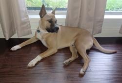 Found/Stray Male Dog last seen Old Seguin Road and Walzem Rd, San Antonio, TX 78218