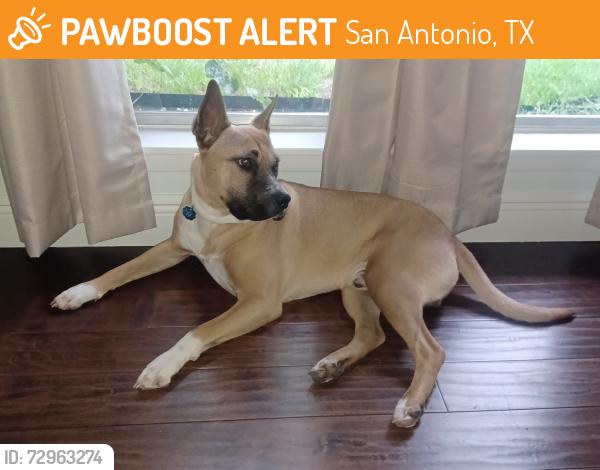 Found/Stray Male Dog last seen Old Seguin Road and Walzem Rd, San Antonio, TX 78218