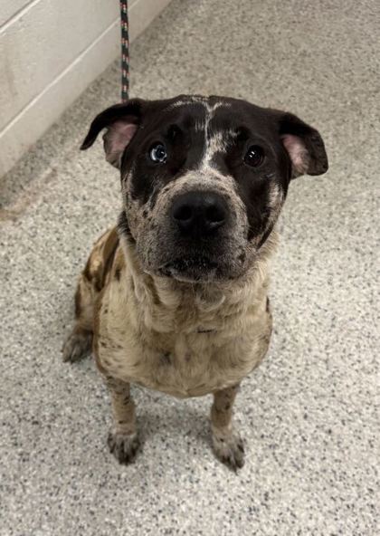 Shelter Stray Male Dog last seen Near Montgall Ave, 64130, MO, Kansas City, MO 64132