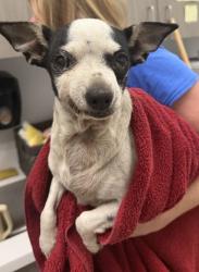 Shelter Stray Female Dog last seen Near Park Ave, 64127, MO, Kansas City, MO 64132