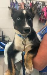 Shelter Stray Male Dog last seen E 21st and Montgall Ave, KCMO, 64127, 64127, MO, Kansas City, MO 64132