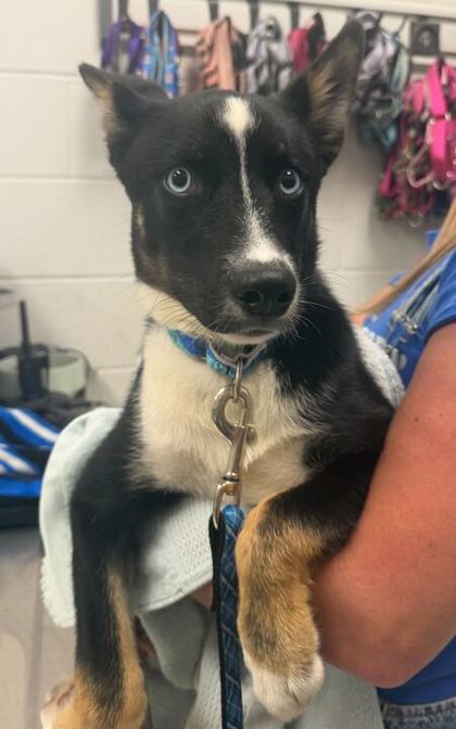 Shelter Stray Male Dog last seen E 21st and Montgall Ave, KCMO, 64127, 64127, MO, Kansas City, MO 64132