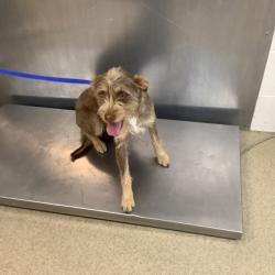 Shelter Stray Female Dog last seen Dallas, TX , Fort Worth, TX 76119
