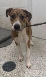 Shelter Stray Female Dog last seen Near NE 47th Street, 64117, MO, Kansas City, MO 64132